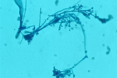 Penicillium