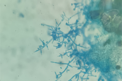 Trichoderma